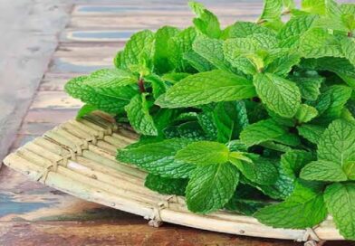 ସ୍ବାସ୍ଥ୍ୟ ଉପକାରୀ ପୋଦିନା ପତ୍ର, ହାଇ ୟୁରିକ୍ ଏସିଡ୍ ସମସ୍ୟାରୁ ଦେଇଥାଏ ମୁକ୍ତି