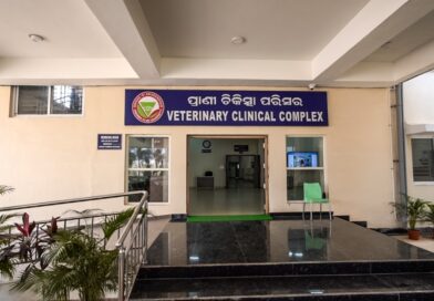 ରାସ୍ତା ଦୁର୍ଘଟଣାର ଶିକାର ହୋଇ ଗୁରୁତର ବାଛୁରୀର ଜୀବନ ରକ୍ଷା କଲା ସୋଆ ପଶୁ ଚିକିତ୍ସାଳୟ ରାସ୍ତା ଦୁର୍ଘଟଣାର ଶିକାର ହୋଇ ଗୁରୁତର ବାଛୁରୀର ଜୀବନ ରକ୍ଷା କଲା ସୋଆ ପଶୁ ଚିକିତ୍ସାଳୟ