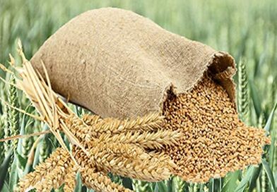 ୪ ବର୍ଷ ପରେ ଉଠିଲା ଗହମ ରପ୍ତାନି ଉପରୁ ପ୍ରତିବନ୍ଧକ: ବିଦେଶକୁ ସହଜରେ ଯିବ ଅଟା,ମଇଦା ଓ ସୁଜି ୪ ବର୍ଷ ପରେ ଉଠିଲା ଗହମ ରପ୍ତାନି ଉପରୁ ପ୍ରତିବନ୍ଧକ: ବିଦେଶକୁ ସହଜରେ ଯିବ ଅଟା,ମଇଦା ଓ ସୁଜି