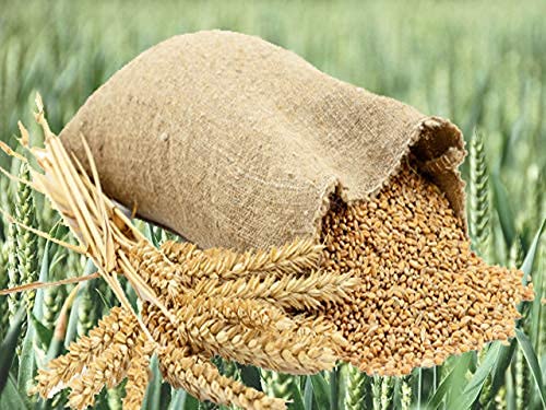୪ ବର୍ଷ ପରେ ଉଠିଲା ଗହମ ରପ୍ତାନି ଉପରୁ ପ୍ରତିବନ୍ଧକ: ବିଦେଶକୁ ସହଜରେ ଯିବ ଅଟା,ମଇଦା ଓ ସୁଜି ୪ ବର୍ଷ ପରେ ଉଠିଲା ଗହମ ରପ୍ତାନି ଉପରୁ ପ୍ରତିବନ୍ଧକ: ବିଦେଶକୁ ସହଜରେ ଯିବ ଅଟା,ମଇଦା ଓ ସୁଜି