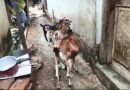ଛେଳି ଚୋରକୁ ନିର୍ଦ୍ଧୁମ ମାଡ଼