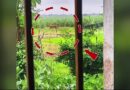 AI ବାଘ ଫଟୋ ଭାଇରାଲ୍ କରି ଆତଙ୍କ, ଶେଷରେ ଥାନାକୁ ଗଲେ ଯୁବକ AI ବାଘ ଫଟୋ ଭାଇରାଲ୍ କରି ଆତଙ୍କ, ଶେଷରେ ଥାନାକୁ ଗଲେ ଯୁବକ